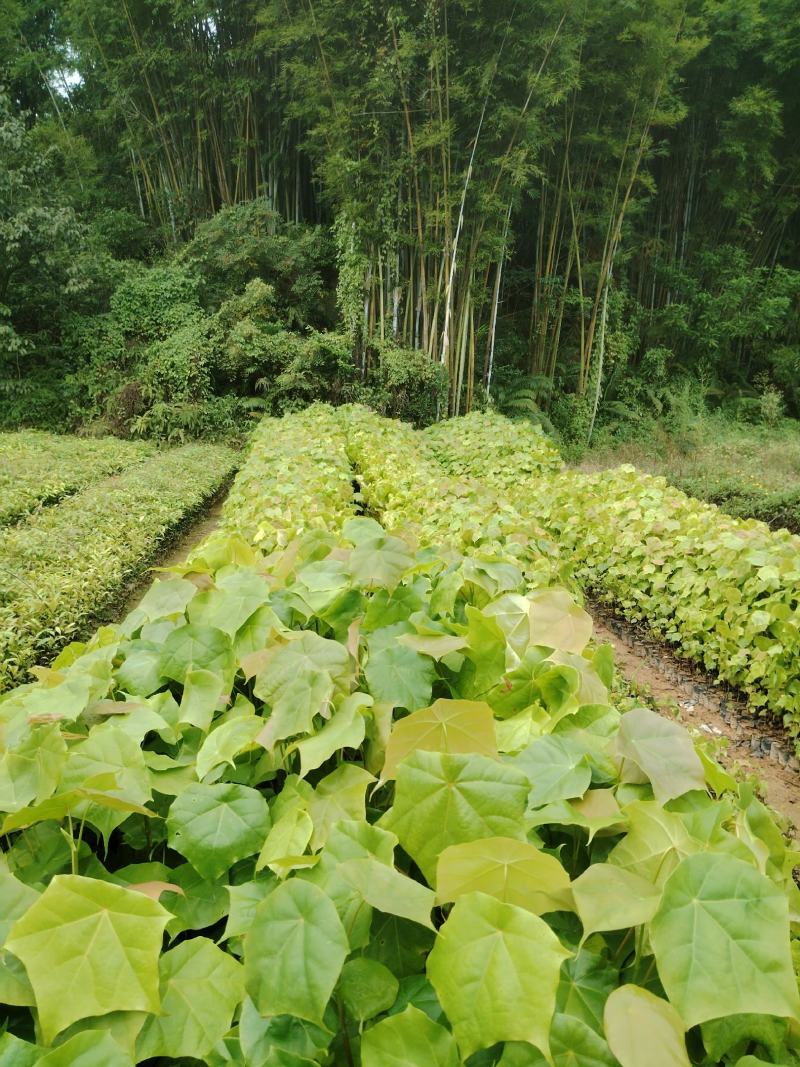 米老排直销产地