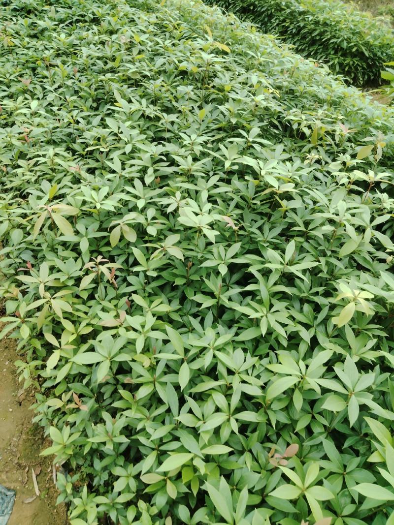 金丝楠木产地直发货