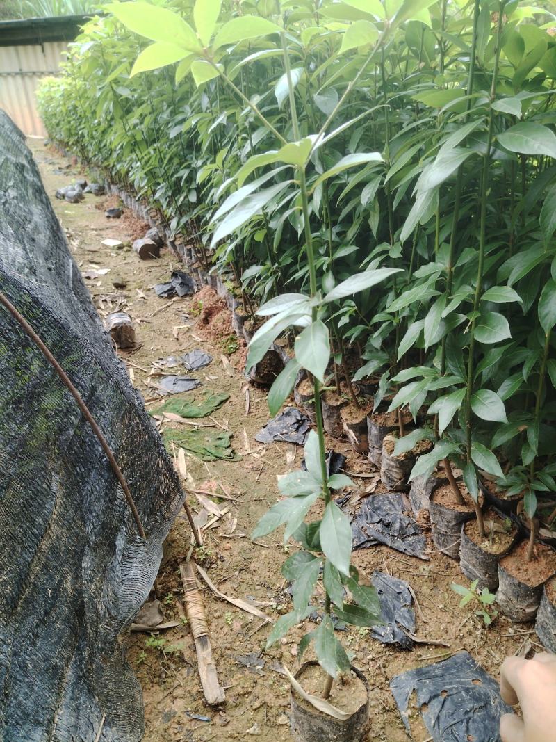 金丝楠木产地直发货