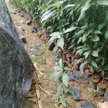 金丝楠木产地直发货