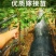 嫁接拉宾斯樱桃树苗大果车厘子苗耐寒南北方种植当年结果