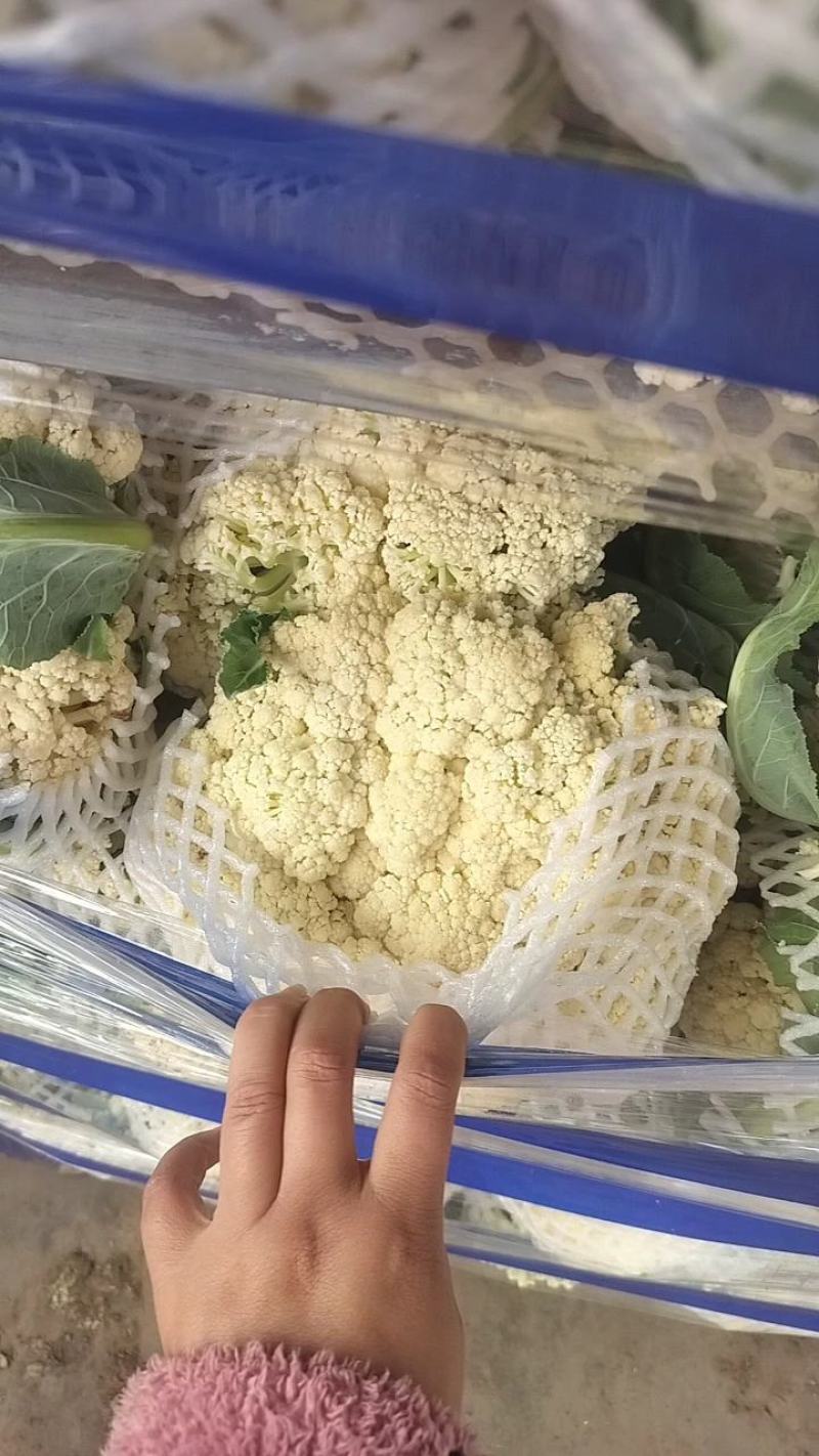 小米粒有机花，青梗白面松花菜，产地直发，质量保证，欢迎采购！