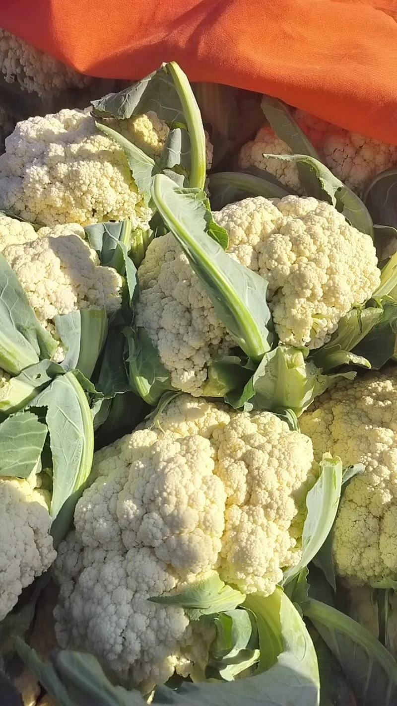 小米粒有机花，青梗白面松花菜，产地直发，质量保证，欢迎采购！