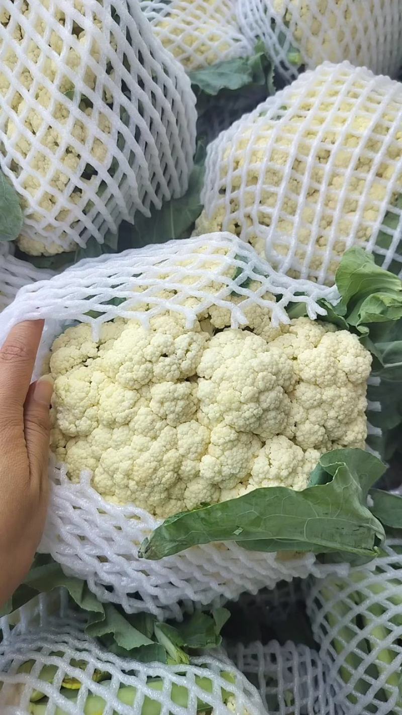小米粒有机花，青梗白面松花菜，产地直发，质量保证，欢迎采购！