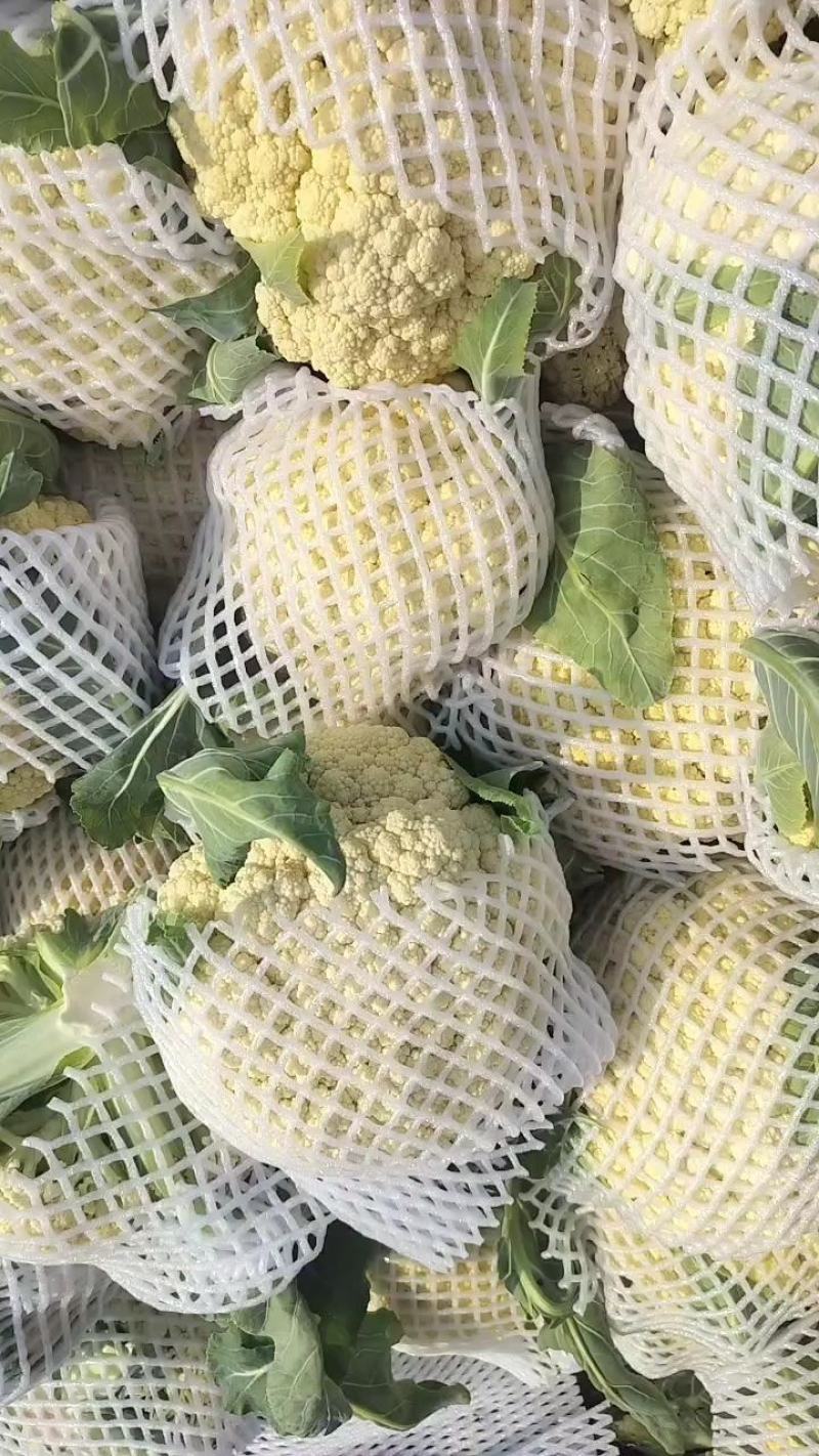 小米粒有机花，青梗白面松花菜，产地直发，质量保证，欢迎采购！