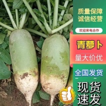 【优质】精品青萝卜，水洗萝卜保证质量，货源充足，全国发货