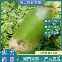 【优质】青萝卜，水洗萝卜基地直供大量上市品质保证