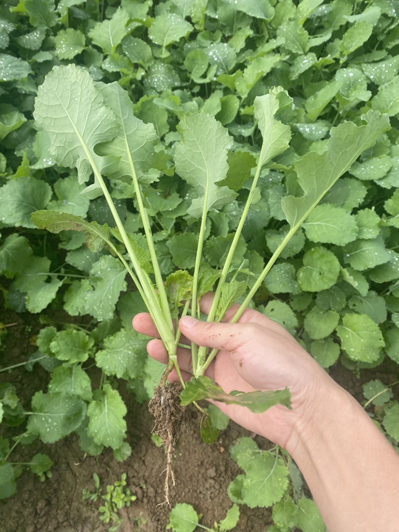 油菜苗