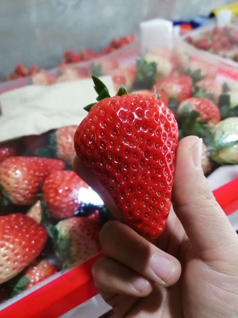 【精品】长丰红颜草莓，大量上市，货源充足，承接各种包装