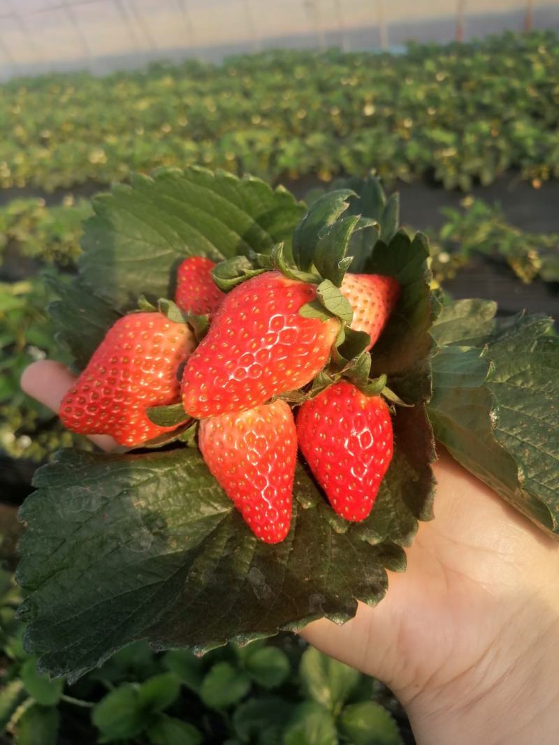 【精品】长丰红颜草莓，大量上市，货源充足，承接各种包装