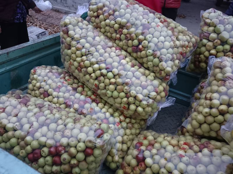 沾化冬枣