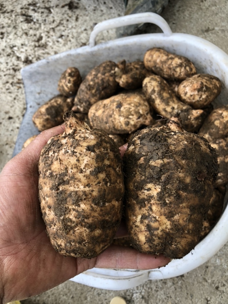 热卖品云南昭通小草坝天麻新鲜现挖带土发货