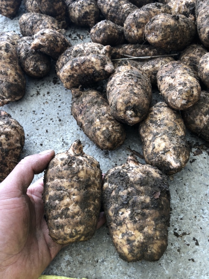 热卖品云南昭通小草坝天麻新鲜现挖带土发货