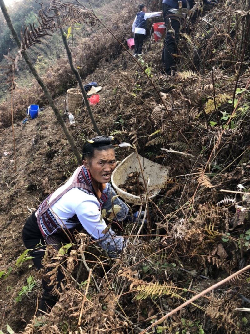 热卖品云南昭通小草坝天麻新鲜现挖带土发货