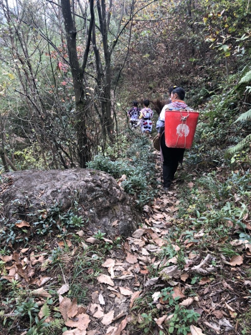 热卖品云南昭通小草坝天麻新鲜现挖带土发货