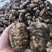 热卖品云南昭通小草坝天麻新鲜现挖带土发货