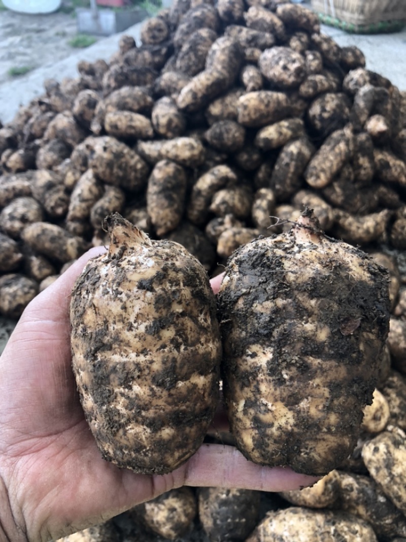 热卖品云南昭通小草坝天麻新鲜现挖带土发货