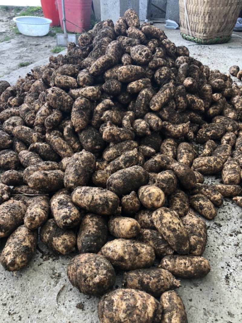 热卖品云南昭通小草坝天麻新鲜现挖带土发货