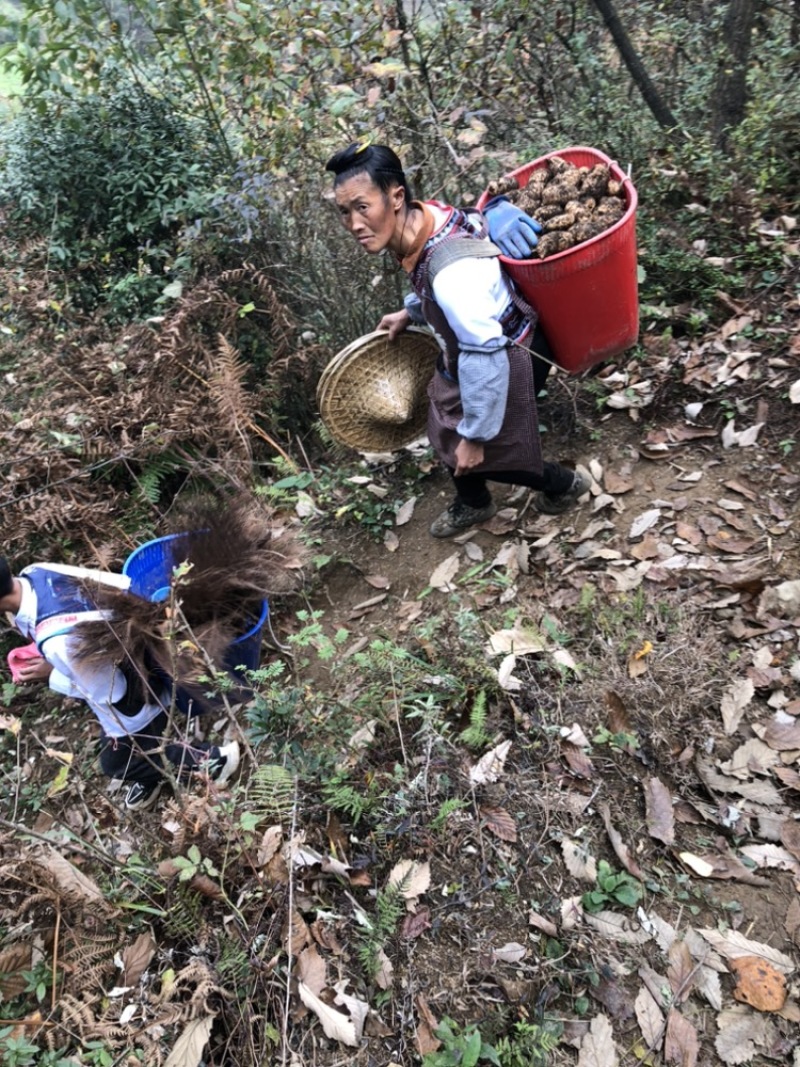 热卖品云南昭通小草坝天麻新鲜现挖带土发货