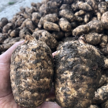 热卖品云南昭通小草坝天麻新鲜现挖带土发货