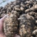 热卖品云南昭通小草坝天麻新鲜现挖带土发货