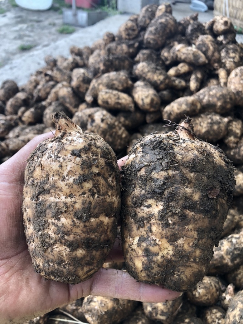 热卖品云南昭通小草坝天麻新鲜现挖带土发货