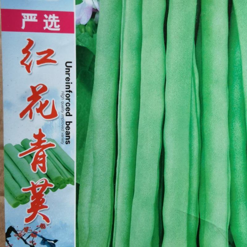 四季豆种子红花青荚早熟结荚多无筋品质好春秋季均可种植