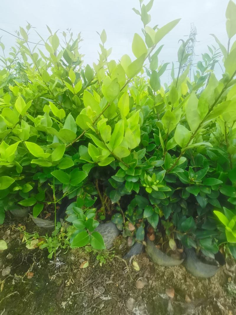 湖南金森女贞小苗：地苗，杯苗货源充足，优质出品