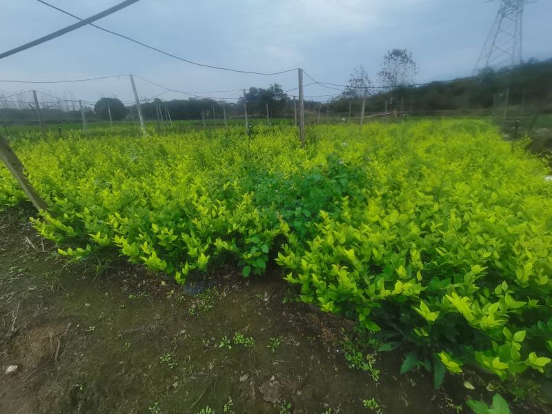 湖南金森女贞小苗：地苗，杯苗货源充足，优质出品