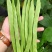四季豆种子红花青荚早熟结荚多无筋品质好春秋季均可种植