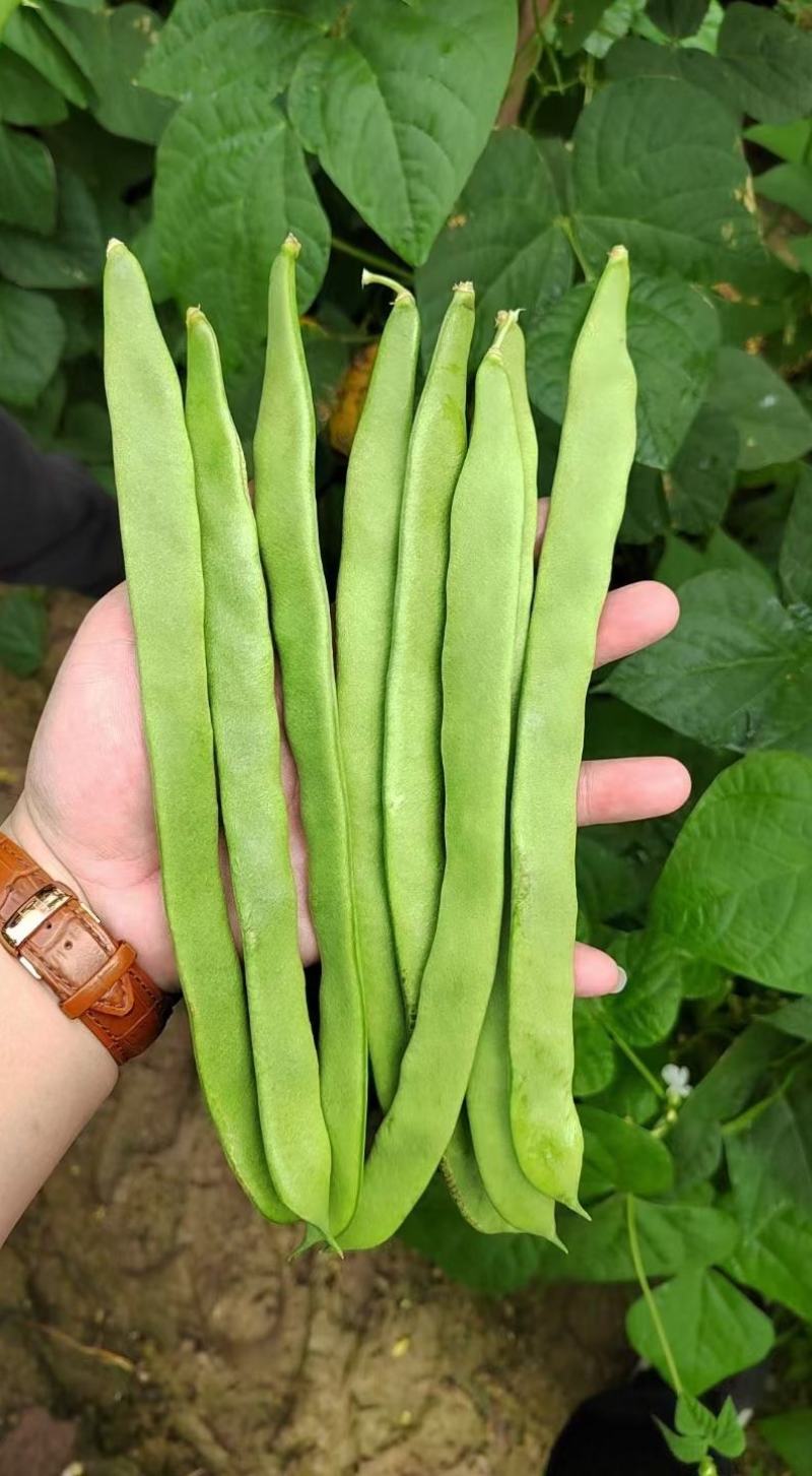 四季豆种子红花青荚早熟结荚多无筋品质好春秋季均可种植