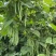 四季豆种子红花青荚早熟结荚多无筋品质好春秋季均可种植
