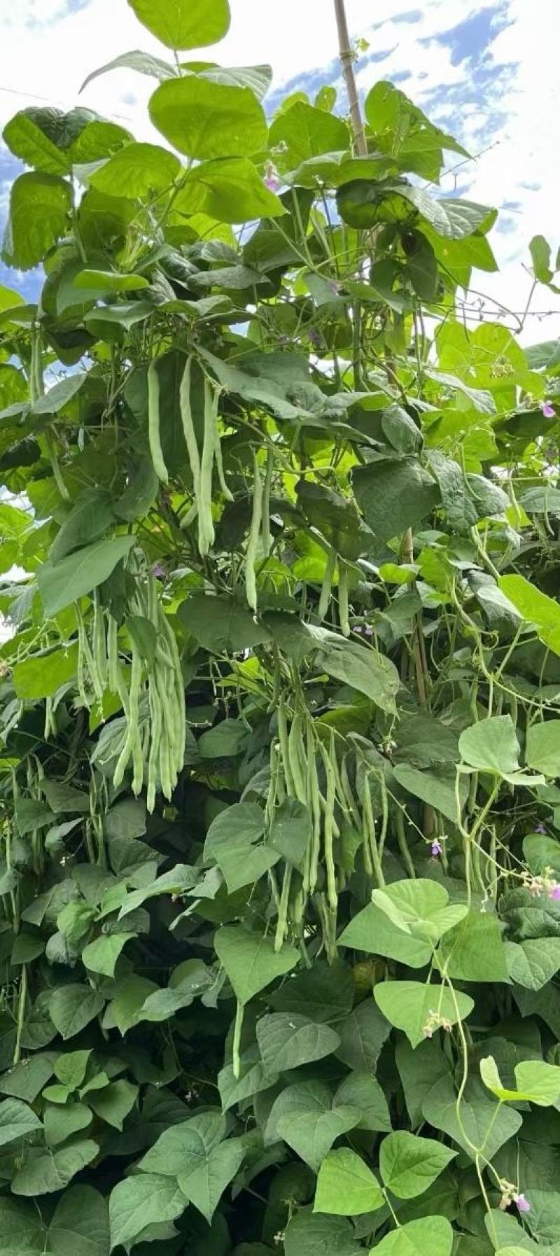 四季豆种子红花青荚早熟结荚多无筋品质好春秋季均可种植