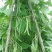 四季豆种子红花青荚早熟结荚多无筋品质好春秋季均可种植