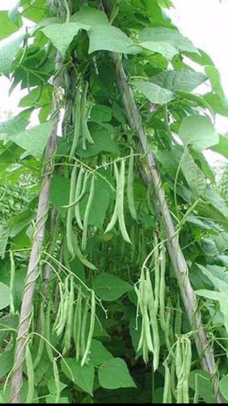 四季豆种子红花青荚早熟结荚多无筋品质好春秋季均可种植