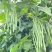 四季豆种子红花青荚早熟结荚多无筋品质好春秋季均可种植