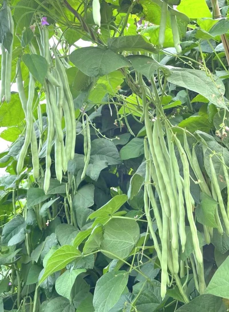 四季豆种子红花青荚早熟结荚多无筋品质好春秋季均可种植
