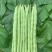 四季豆种子红花青荚早熟结荚多无筋品质好春秋季均可种植