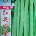 四季豆种子红花青荚早熟结荚多无筋品质好春秋季均可种植