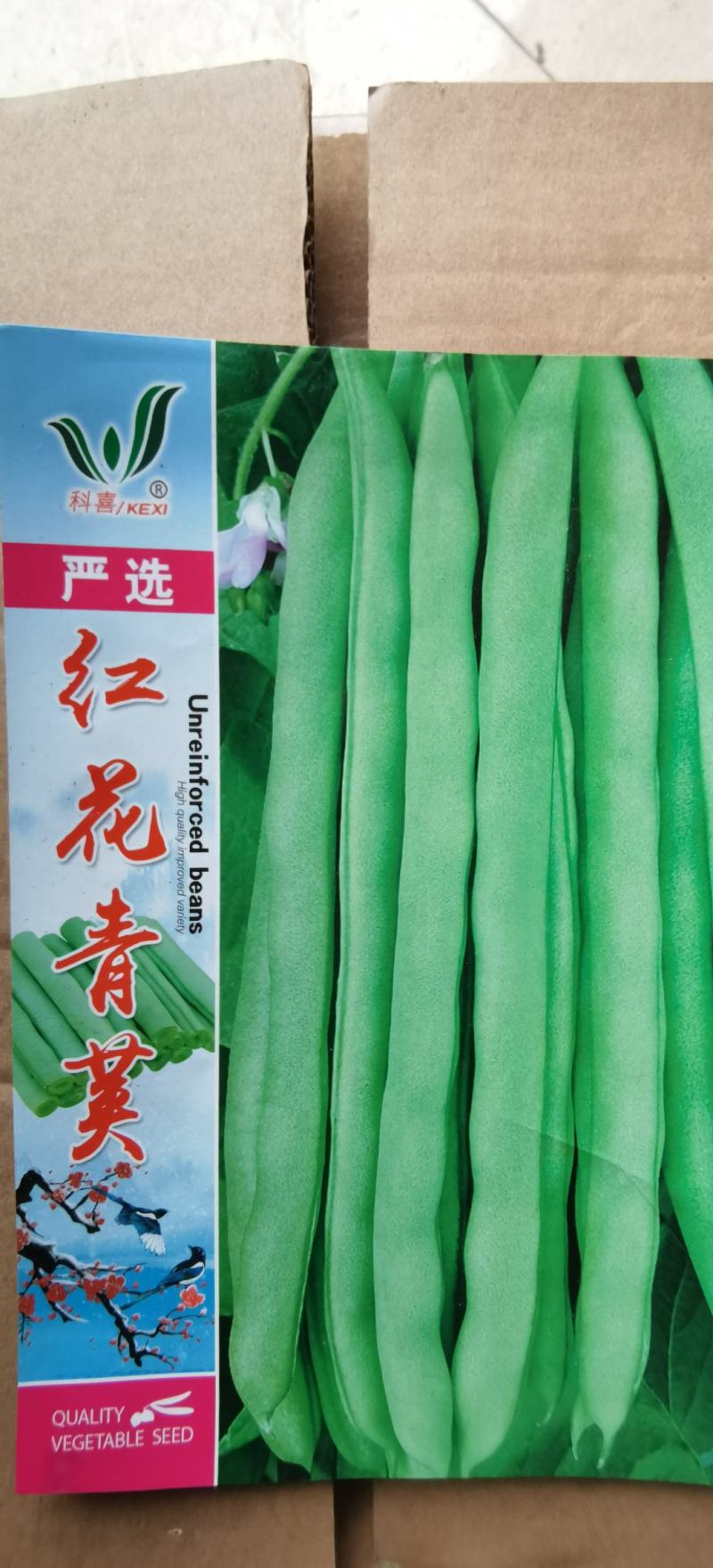 四季豆种子红花青荚早熟结荚多无筋品质好春秋季均可种植