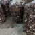 精品江西广昌县茶树菇批发通货批发5斤*2包/件