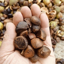 老树，山茶果，山茶籽，山茶油。