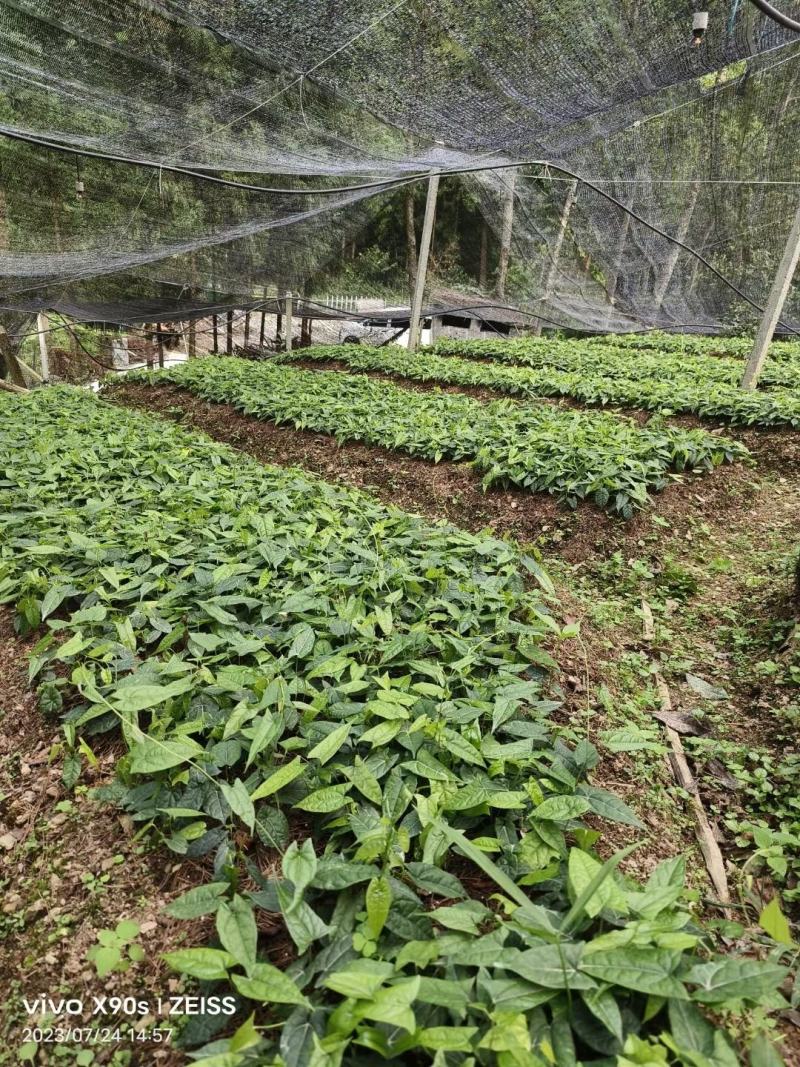 金果榄种苗出售，地苦胆苗出售，基地发货欢迎订购