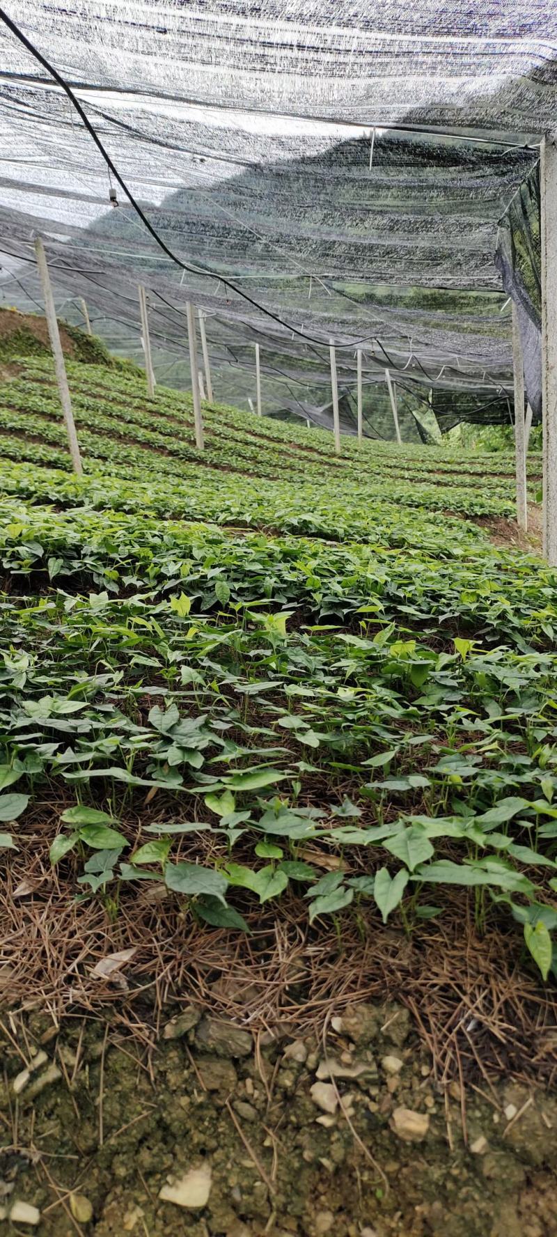 金果榄种苗出售，地苦胆苗出售，基地发货欢迎订购