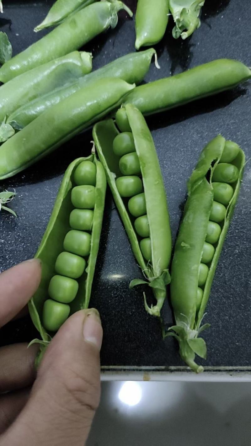 长寿仁豌豆中豌豆荚豆，一手货源产地直发，欢迎合作