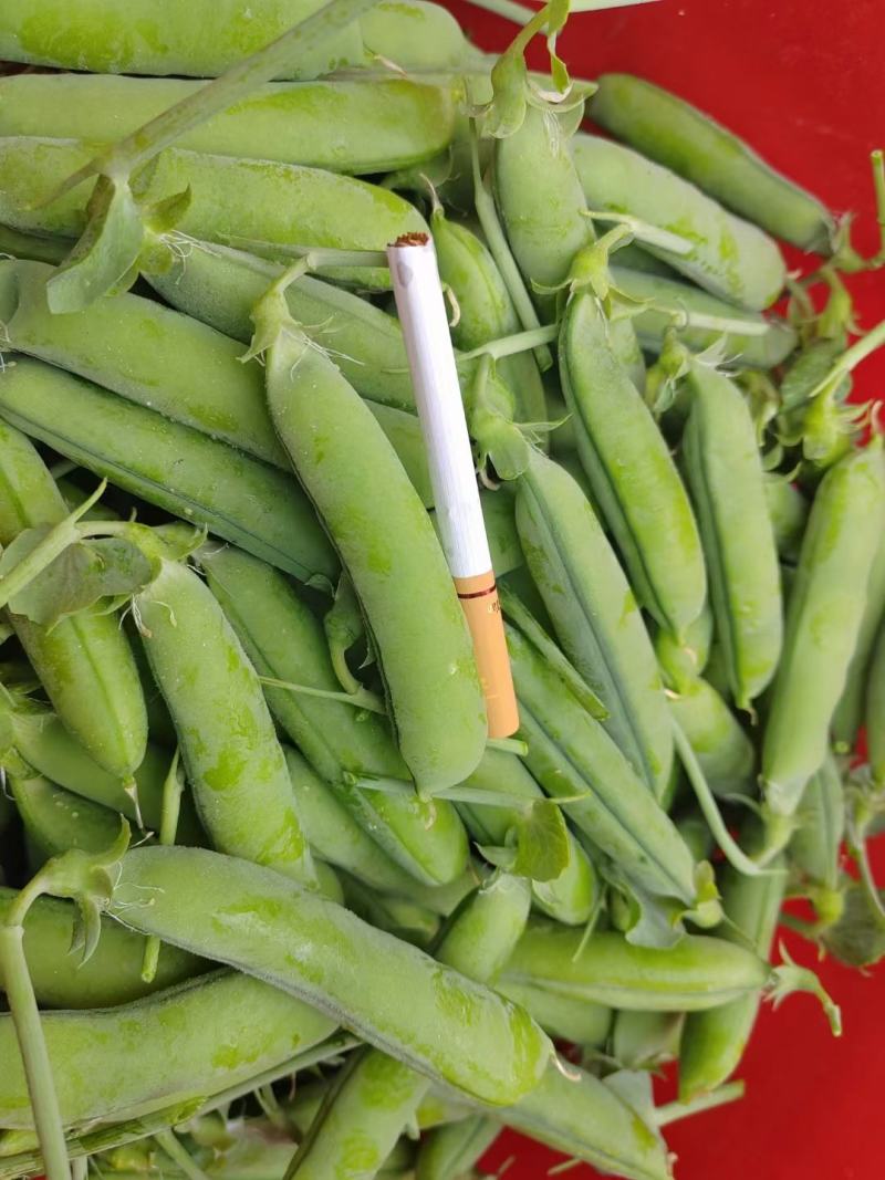 长寿仁豌豆中豌豆荚豆，一手货源产地直发，欢迎合作