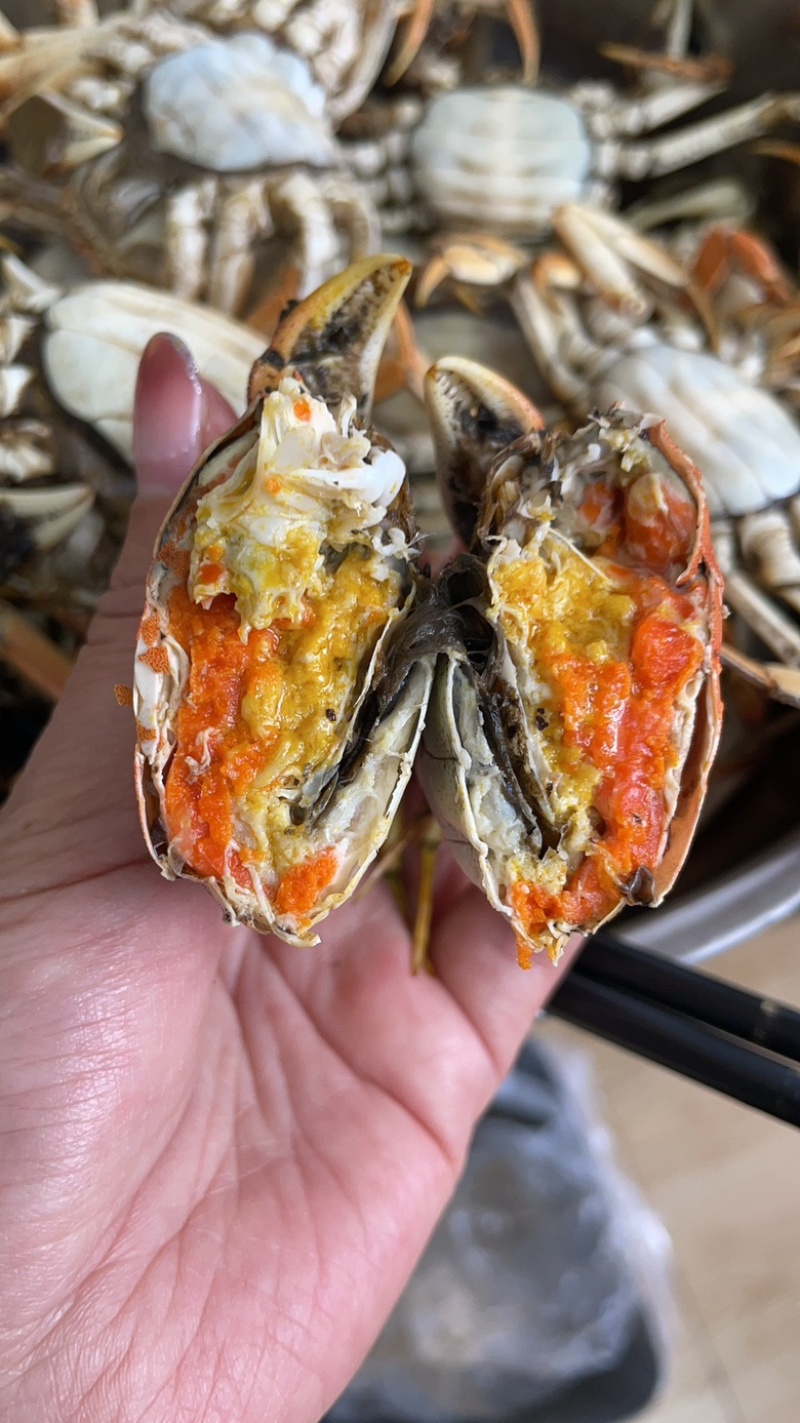 盘锦河蟹批发（母蟹）大量上市各种规格