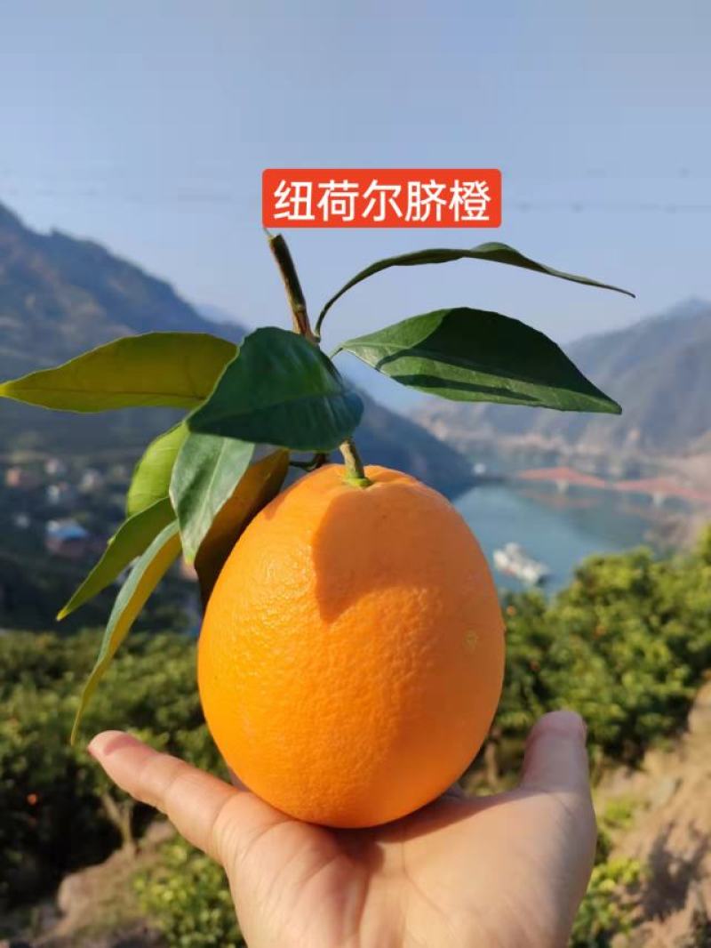秭归长虹纽荷尔园红脐橙产地一手货源看园采果质量三包