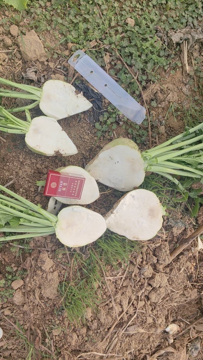 芥菜疙瘩笨疙瘩芥菜头光头芥菜洋大头疙瘩