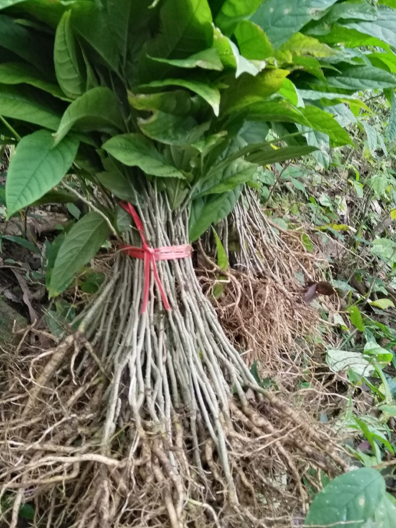 黄花倒水莲苗